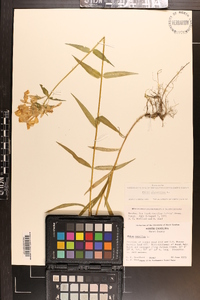 Phlox glaberrima image