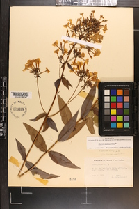 Phlox glaberrima image