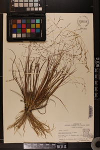 Eragrostis elliottii image