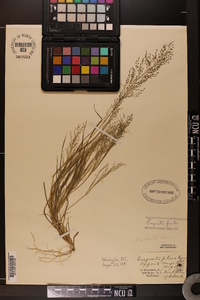 Eragrostis frankii image