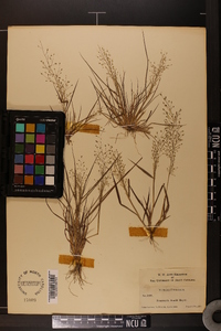 Eragrostis frankii image