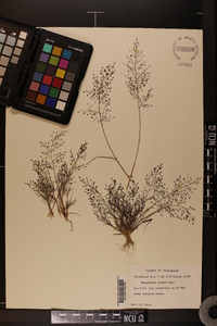 Eragrostis frankii image