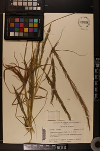 Eragrostis japonica image