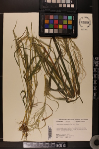 Eragrostis japonica image