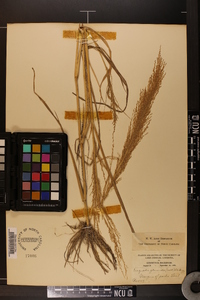 Eragrostis japonica image