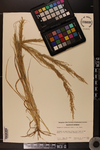 Eragrostis japonica image