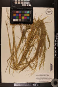 Eragrostis japonica image