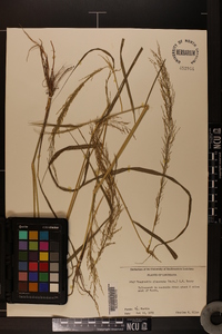 Eragrostis japonica image