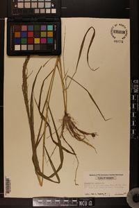 Eragrostis japonica image