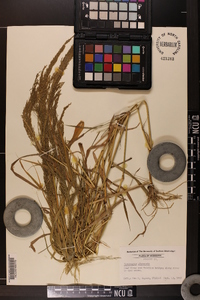 Eragrostis japonica image