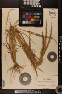 Eragrostis japonica image