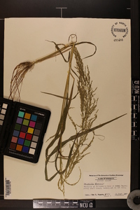 Eragrostis japonica image