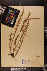 Eragrostis japonica image