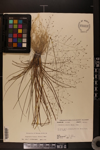 Eragrostis hirsuta image