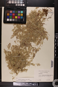 Eragrostis hypnoides image