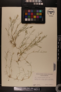 Eragrostis hypnoides image