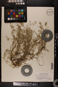 Eragrostis hypnoides image