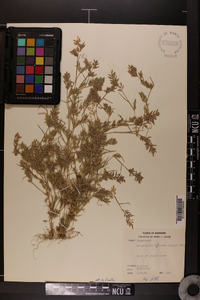 Eragrostis hypnoides image