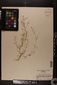 Eragrostis hypnoides image