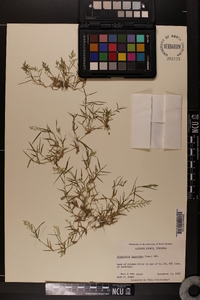 Eragrostis hypnoides image