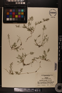 Eragrostis hypnoides image