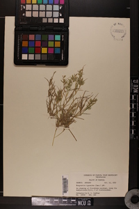 Eragrostis hypnoides image