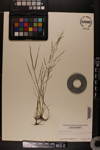 Eragrostis pilosa image