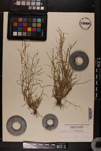 Eragrostis pilosa image