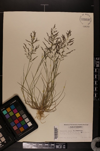 Eragrostis pilosa image