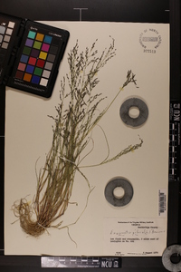 Eragrostis pilosa image