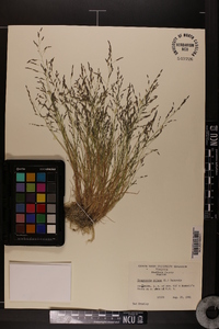 Eragrostis pilosa image