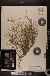 Eragrostis pilosa image