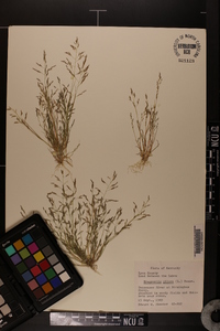 Eragrostis pilosa image