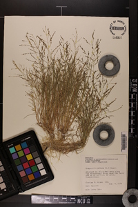 Eragrostis pilosa image