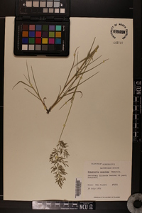 Eragrostis minor image