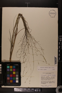 Eragrostis refracta image