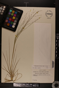 Eragrostis refracta image