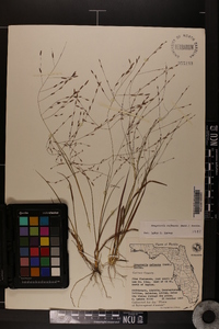 Eragrostis refracta image