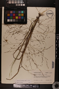 Eragrostis refracta image