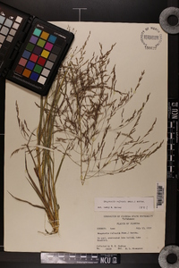 Eragrostis refracta image