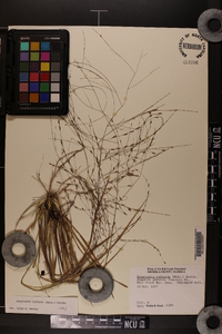 Eragrostis refracta image