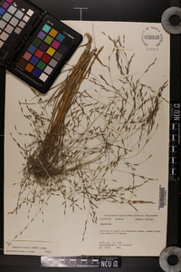 Eragrostis refracta image