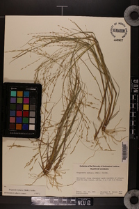 Eragrostis refracta image