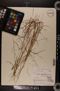 Eragrostis refracta image