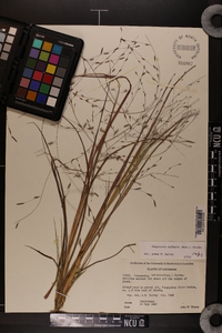 Eragrostis refracta image