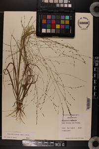 Eragrostis refracta image