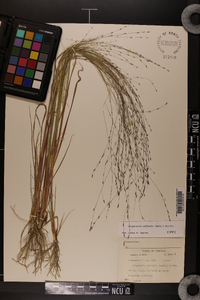 Eragrostis refracta image