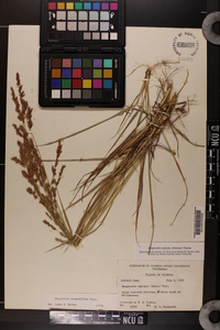 Eragrostis secundiflora image