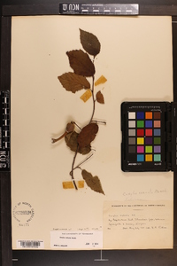 Corylus cornuta image