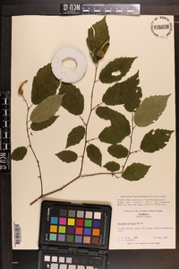 Corylus cornuta image